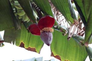 gustoso e sano fiore di piantaggine fiore di banana foto