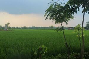 un' grande riso campo la zona con Due grande alberi è nel davanti foto