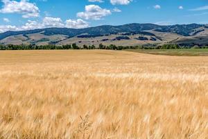 campo di grano pronto per il raccolto nelle montagne montane monta foto