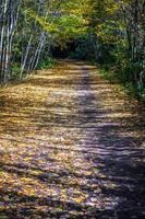 viste lungo il sentiero dei rampicanti della Virginia durante l'autunno
