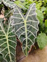 vaso con alocasia amazonica al chiuso. foto