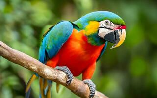 radiante foresta pluviale regalità, un' travolgente ritratto di un' vivace pappagallo in mezzo il lussureggiante tropicale baldacchino. ai generato foto