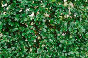 verde le foglie struttura sfondo.estate astratto tema. foto