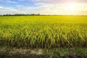 bellissimo campo di grano verde con sfondo cielo al tramonto. foto