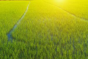 bellissimo campo di grano verde con sfondo cielo al tramonto. foto