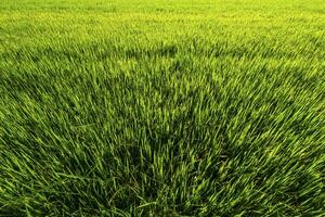 bellissimo campo di grano verde con sfondo cielo al tramonto. foto