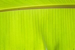 fondo di struttura del fogliame di palma tropicale foglia di banana verde. foto