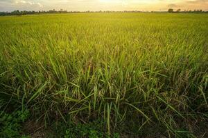 bellissimo campo di grano verde con sfondo cielo al tramonto. foto