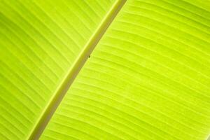 fondo di struttura del fogliame di palma tropicale foglia di banana verde. foto