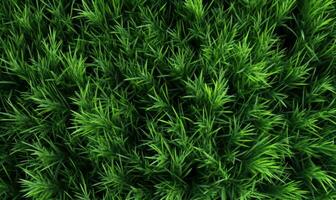 fresco lussureggiante verde erba su prato con gocce di acqua rugiada. avvicinamento macro.per striscione, cartolina, libro illustrazione. creato con generativo ai utensili foto