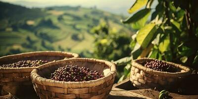 ai generato. ai generativo. caffè fagioli piantagione natura all'aperto paesaggio. grafico arte foto