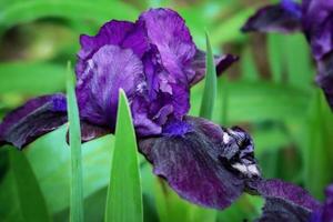 fiore di iris viola su sfondo verde di foglie lunghe foto