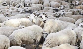 pecore nel gregge