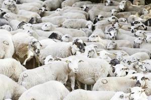 gruppo di pecore in natura