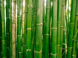foresta di bambù al mattino, pittoreschi boschetti di bambù nella foresta pluviale tropicale, thailandia