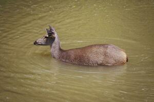 femmina sambar cervo in piedi nel Marrone colore fiume a khaoyai nazionale parco Tailandia foto