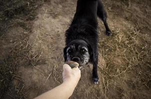 cane con palla da giocare foto