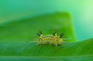 macro lumaca verme verde in natura foto