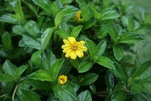 un' giallo colore wedelia chinensis fiore circondato di verde le foglie nel un' giardino foto