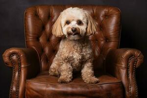 maltipoo's elegante incontrare con un' Vintage ▾ pelle sedia. generativo di ai foto