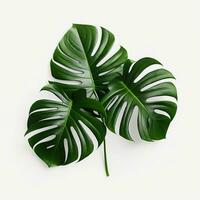 tropicale verde Monstera le foglie isolato su bianca sfondo. piatto posizione, superiore Visualizza. ai generato professionista foto