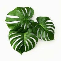 tropicale verde Monstera le foglie isolato su bianca sfondo. piatto posizione, superiore Visualizza. ai generato professionista foto