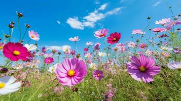 colorato cosmo fiore prato nel primavera con blu sky.generative ai. foto