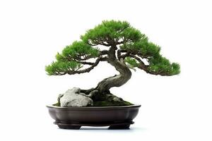 Bonsai pino albero su bianca background.generative ai. foto