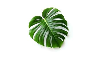 Monstera pianta le foglie isolato su bianca background.generative ai. foto