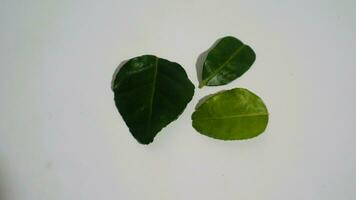 daun jeruk purut. kaffir lime le foglie Usato per aromatico indonesiano cucina, Compreso la minestra, curry, Riso, agitare friggere, patatine fritte, e insalate. foto