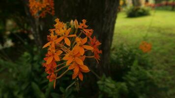 saraca Asoca, asoka impianti, generalmente chiamato fiamma di il legna foto