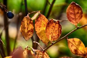 autunno rosso le foglie su il cespuglio illuminato di il caldo pomeriggio sole foto