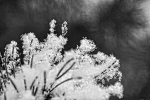 innevato ramoscello di conifero albero con ombre foto