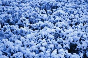 vicino su viole del pensiero nel il giardino. di stagione naturale foto. fantasma classico blu colore foto