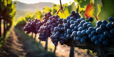 perdere te stesso nel il bellezza di cluster uva su il agricoltori incantevole piantagione. generativo ai foto