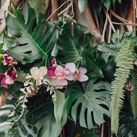 buio verde le foglie Monstera o Diviso foglia filodendro. generativo ai foto