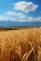 chiaro cielo, rotolamento montagne, d'oro Grano campi. ai generativo foto