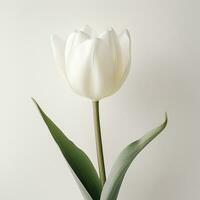 bellissimo bianca tulipano su pianura bianca sfondo generativo ai foto
