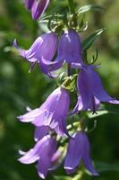 campanelli viola chiaro su uno stelo alto foto