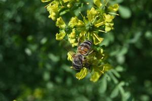 sui fiori di rima giallastra l'ape raccoglie il miele foto
