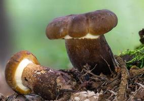 Vista in dettaglio di un giovane marrone fungo commestibile milkcap fuligginoso nel moss foto