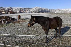 bellissima campagna invernale innevata da favola con cielo blu nella Boemia centrale, repubblica ceca foto