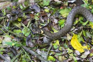 serpente dal collare, biscia nella natura, natrix natrix foto