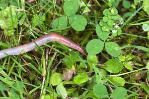 utile lombrico nella natura foto