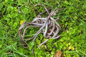 utile lombrico nella natura foto