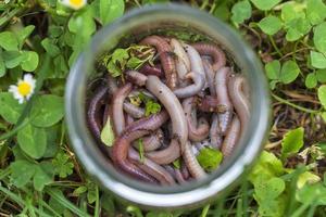 utile lombrico nella natura foto