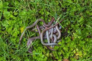 utile lombrico nella natura foto