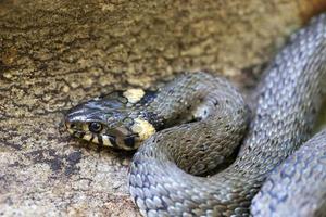 serpente dal collare, biscia nella natura, natrix natrix foto