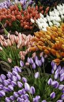 tulipani in un mercato foto