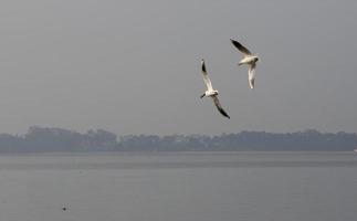 gabbiano che sorvola la ria de aveiro, portogallo foto